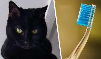 Хозяин узнал, что кот тайно делает с его зубной щёткой. Пристрастия кисы уже объяснили, но владельцу не легче
