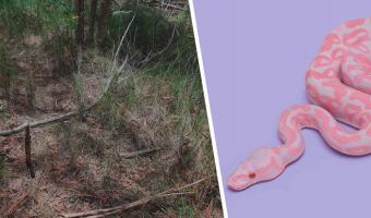 Специалисты показали фото змеи и озадачили людей. Найти рептилию сложно: в каждой палке скрыта опасность
