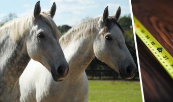 Люди увидели лошадь, которая меняет цвет, и не поверили глазам. Но дело не в окрасе, а в размерах животного