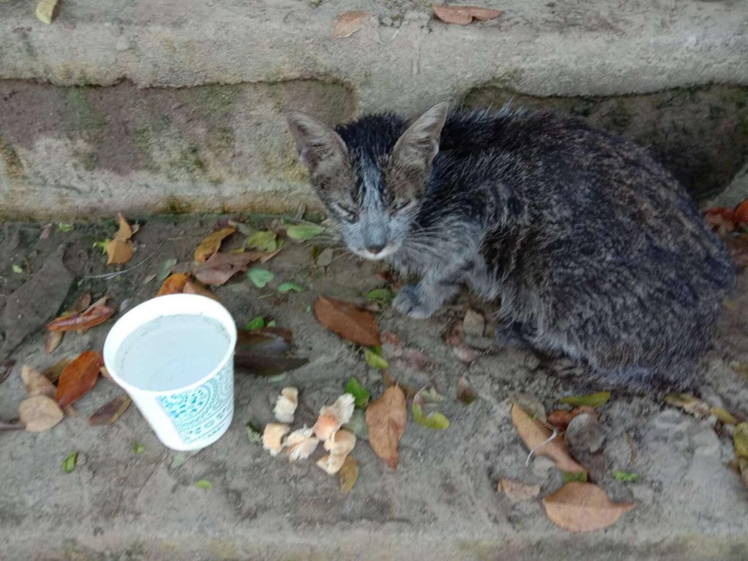 Грязная бездомная кошка