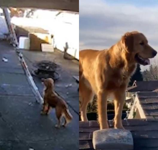 Хозяин упустил из виду собаку, но стоило ему посмотреть наверх, как он понял: его собака — спайдер-пёс