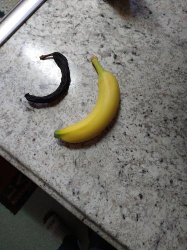 Парень показал банан, который нашёл отец в пальто, и сломал людей. Ведь фрукту 20 лет, а он ещё хорош собой