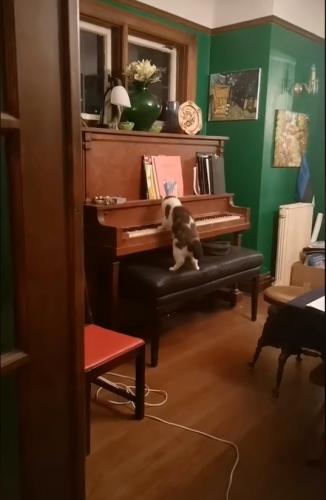 Хозяйка услышала, как кот тайком играет на пианино, и не поверила ушам. Похоже, Мяоцарт написал свою рапсодию