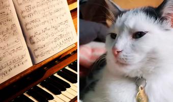 Хозяйка услышала, как кот тайком играет на пианино, и не поверила ушам. Похоже, Мяоцарт написал свою рапсодию