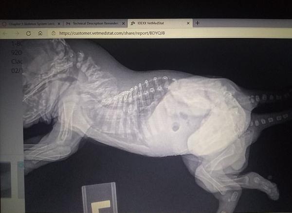 Ветеринары увидели щенка и узнали, кого не хватало в "Людях Икс". Шести лапам злодеям нечего противопоставить