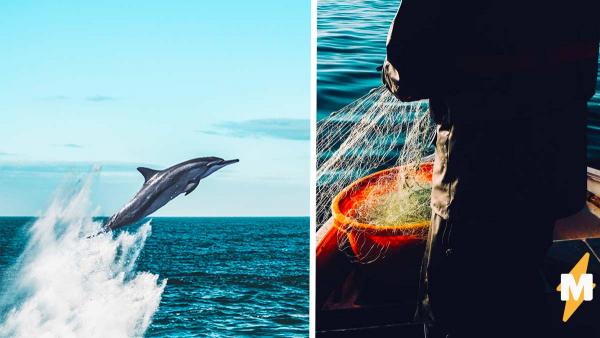 Нельзя спасать дельфинов. Рыбаки думали иначе и чуть не погубили млекопитающее своими добрыми намерениями