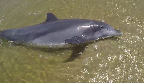 Нельзя спасать дельфинов. Рыбаки думали иначе и чуть не погубили млекопитающее своими добрыми намерениями