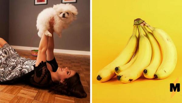 Хозяйка взглянула на фото банана, затем на своего пекинеса и снова на банан. Сомнений нет - они близнецы