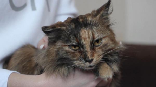 Суровая российская кошка решила проверить свою шёрстку на выносливость и проехала