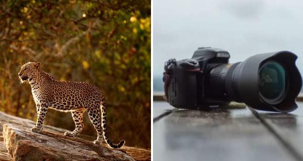 Фотограф не поверил глазам, когда мимо промчался чёрный леопард. Но тот вернулся и доказал свою реальность