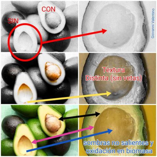 В Сети показали авокадо, ломающее глаза (и Матрицу). Чтобы понять, есть ли в нём косточка, люди зашли далеко