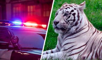 Полицейским сообщили: у дороги тигр. Сафари превратилось в фейл, когда они увидели, кто это был на самом деле