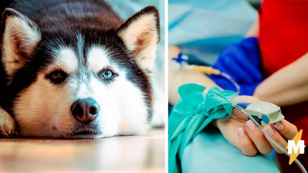 Хозяин узнал, что делает его пёс, пока он в больнице. Своим поступком питомец доказал: мы не заслужили собак
