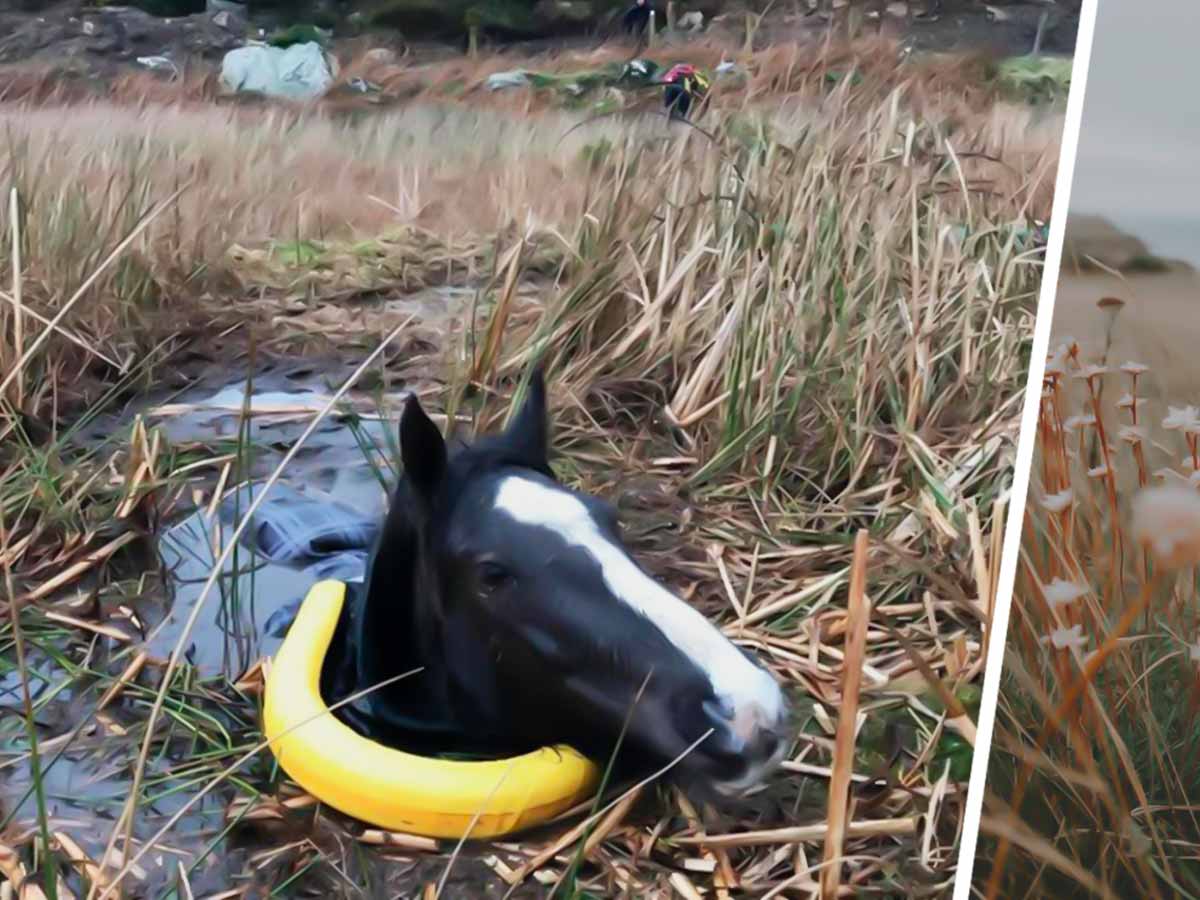 Фото лошади в болоте стало оптической иллюзией