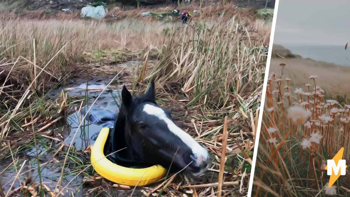 Фото лошади в болоте стало оптической иллюзией