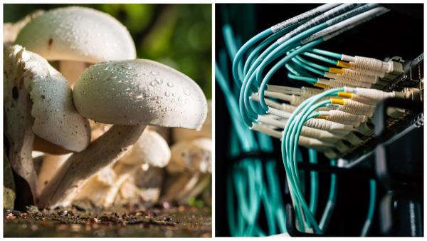 Блогер нашёл способ посмотреть сны грибов со звуком. Это натуральный рейв, но танцевать под такое не захочется
