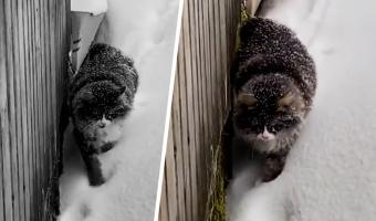 Сибирский кот плывёт по снегу и бьёт сердца иностранцев. Они его жалеют, а россияне знают: Барсик крепче стали