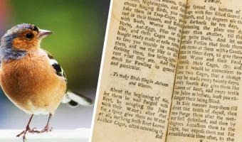 Антиквары нашли справочник садовода 1704 года, и птицы его не оценят. В нём — инструкция для пернатого караоке