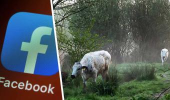 Нейросеть Facebook увидела фото коровы и сочла её слишком красивой. Отвечать пришлось фотографу, но уже офлайн