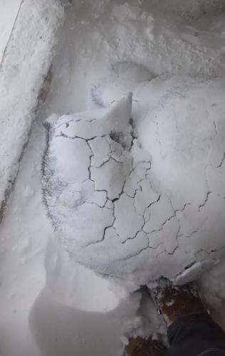 Девушка показала спящую собаку в снегу, но люди испугались за неё зря. Собачники пояснили, что пёс так грелся