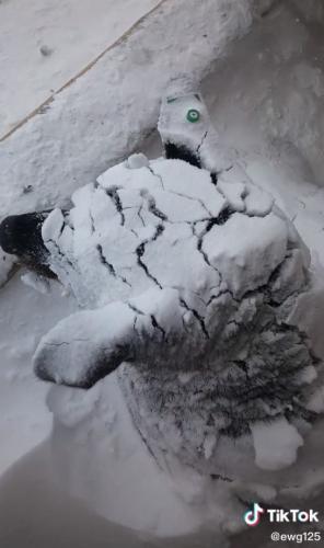 Девушка показала спящую собаку в снегу, но люди испугались за неё зря. Собачники пояснили, что пёс так грелся