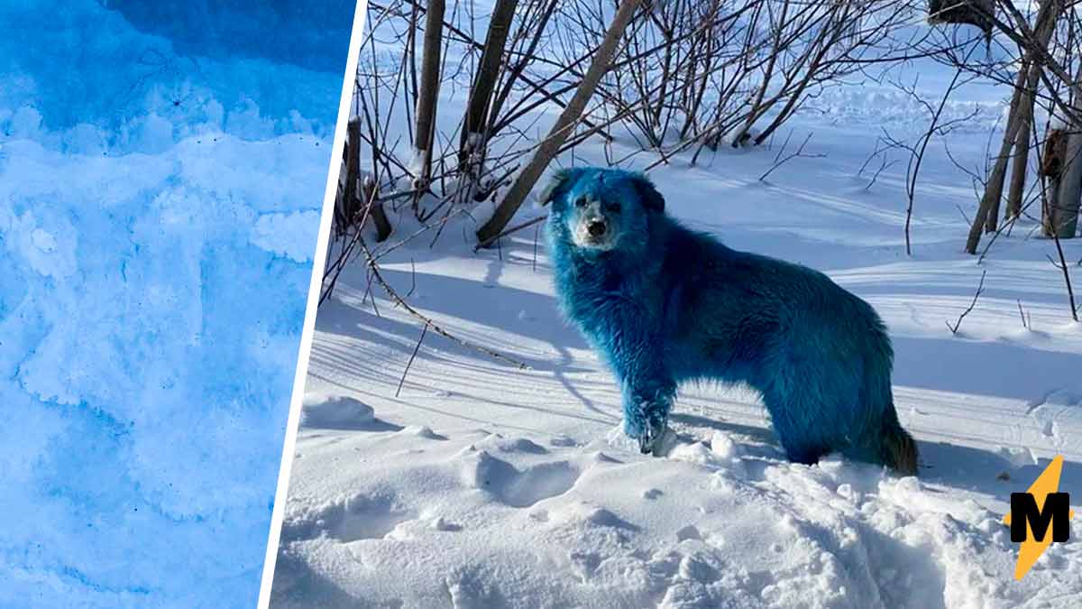 Почему собака синяя. Синие собаки в Дзержинске. Голубые псы Дзержинск. Голубая собака. Голубые собаки в Дзержинске.