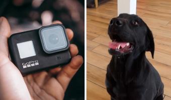 Хозяин надел GoPro на пса и ушёл из дома. Так он ответил на вопрос, который веками мучил владельцев питомцев
