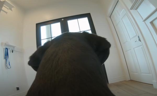 Собачник надел GoPro на пса и ушёл из дома. Так он нашёл ответ, который веками мучил владельцев питомцев