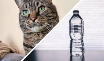 Хозяйка показала, как правильно выбирать питьевую воду. Её кот-гурман лучше «Контрольной закупки»