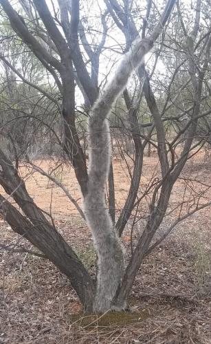 В Австралии нашли дерево, пушистость которого поражает. Но причины подобной аномалии — не для впечатлительных