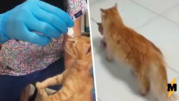 Врачи увидели на пороге больницы кошку, которую подкармливали. Она принесла им пациента - больного котёнка