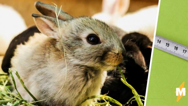 Соседки пришли в зоомагазин и выбрали двух крольчат. Обман выявили поздно, когда животных уже было не поднять