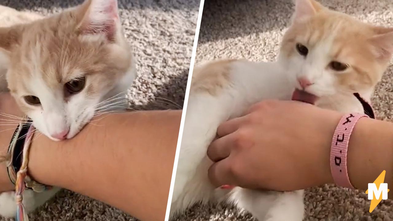 Кошка кусается без причины. Кот облизывает руку. Кот сначала кусает а потом лижется.