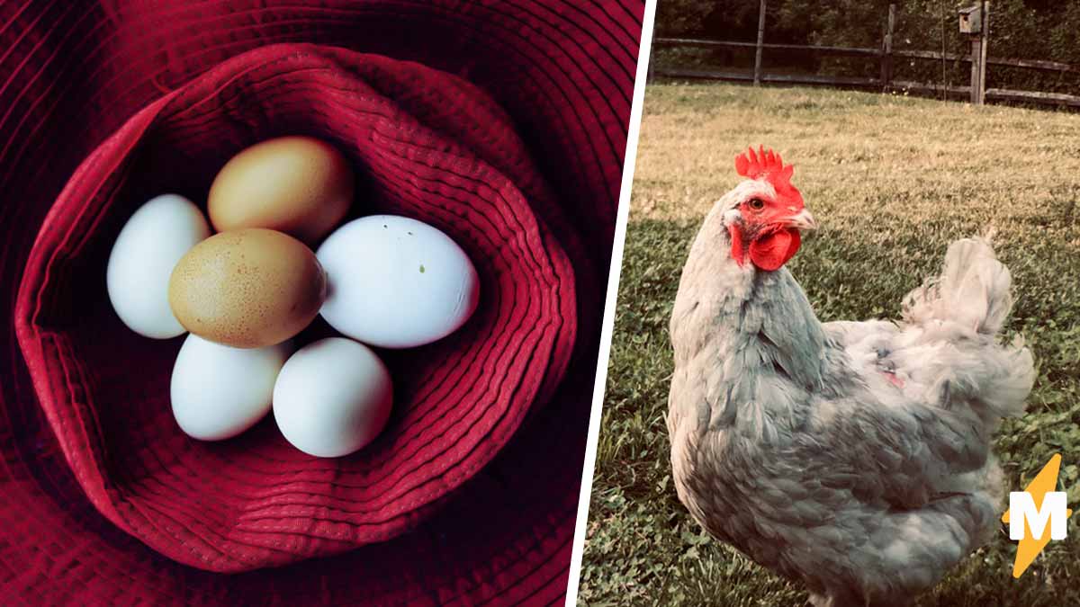 К чему снятся куру и яйца. Курица с человеческими яйцами. Фото яйцо курицу учит. 1956 В США курица снесла яйцо 454 грамма.