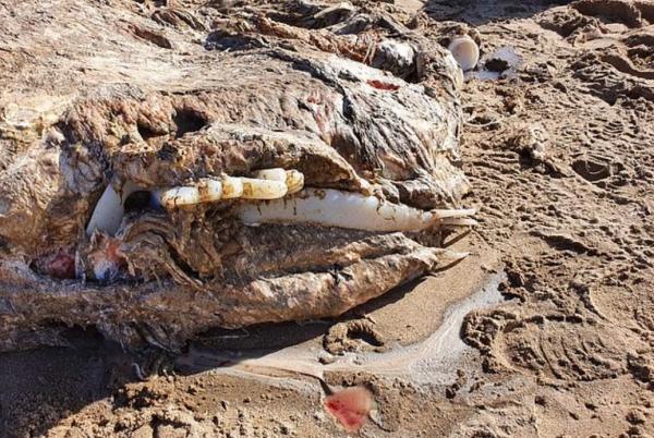 На пляже нашли останки существа, и учёные разводят руками. Подобное зрелище они видели только в хороррах