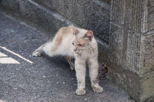 Бродячий кот выживал на улице, а попав к хозяину, преобразился. Фото после доказали - домашний уют творит чудо