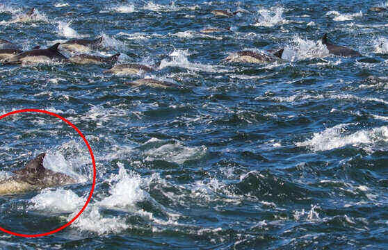 На фото с дельфинами есть лицо человека. Это случай из разряда: "Я сначала не видел, а потом как закричал"