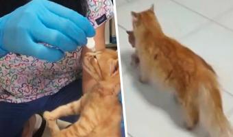 Врачи увидели на пороге больницы кошку, которую подкармливали. В зубах она держала пациента — больного котёнка
