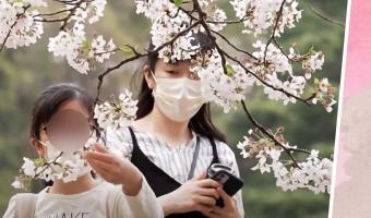 Видео. В Японии пик цветения сакуры — и это не остановит даже пандемия