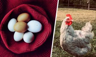 Пользователь Reddit поделился фото яйца, которое снесла его курица. Люди сразу поняли — несушка из России
