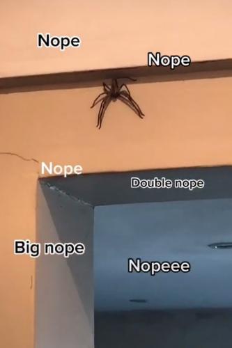 Блогер узнал что будет, если потрогать огромного паука.