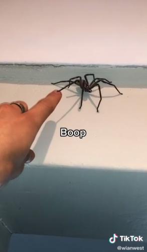 Блогер узнал что будет, если потрогать огромного паука.