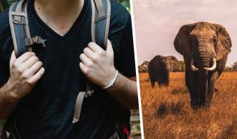 Что видит слон с высоты собственного роста. Блогер провёл день с этими гигантами и показал саванну их глазами