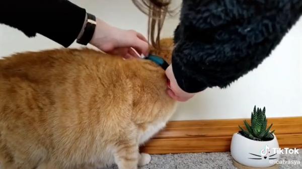 Хозяйка повесила на кота камеру, чтобы узнать его секреты. Двуногие плачут: барсик живёт интереснее их