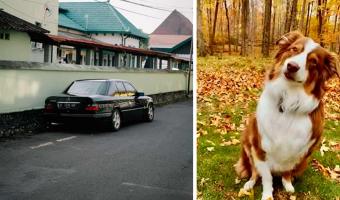 В США собака врезалась в музей. За небрежное вождение ей грозит лишение водительских прав