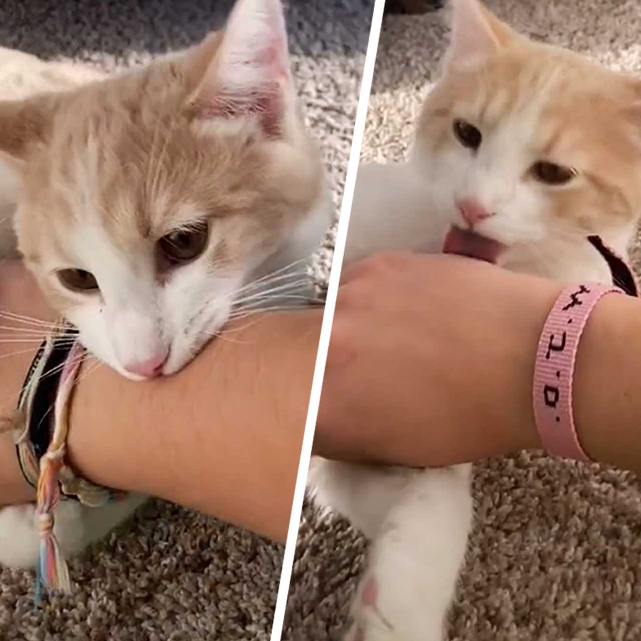 кошка сначала кусает а потом вылизывает руку почему