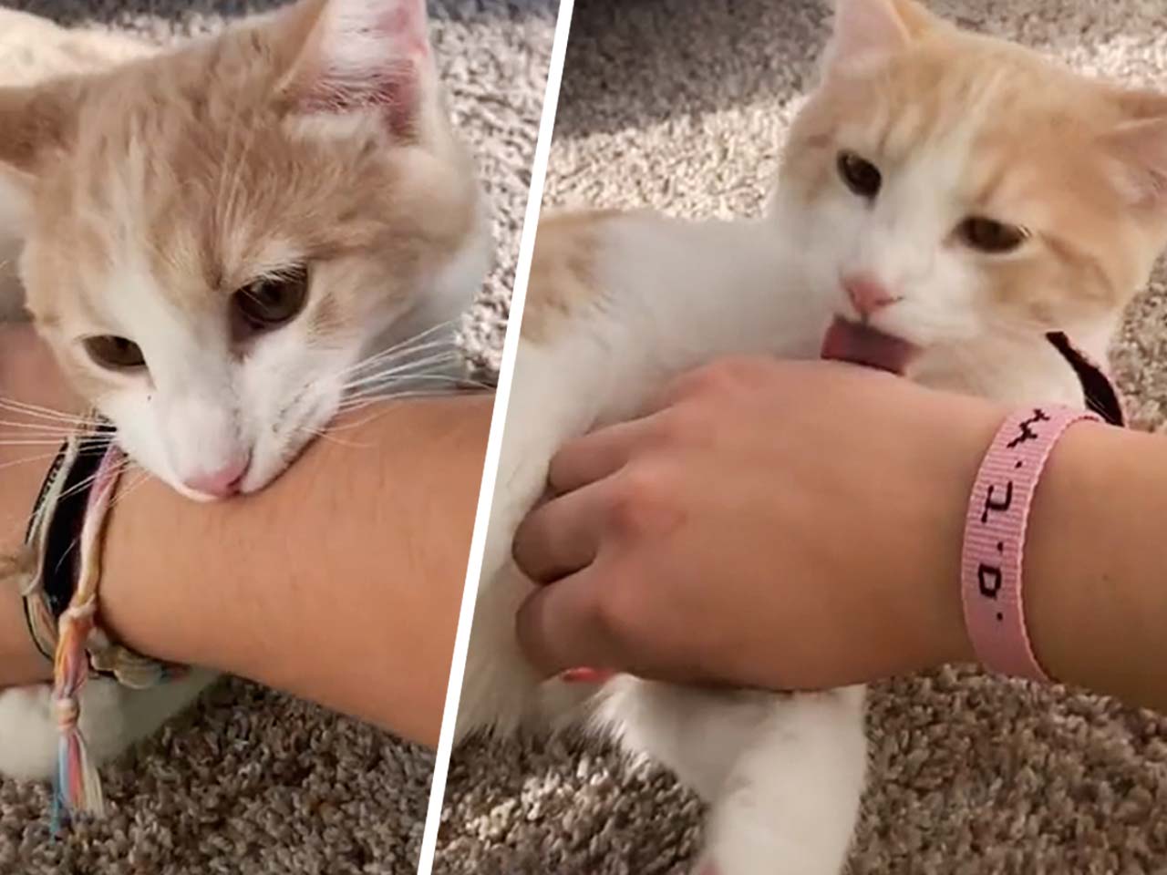Почему коты кусают, а потом лижут руки людям. Рассказала блогерша
