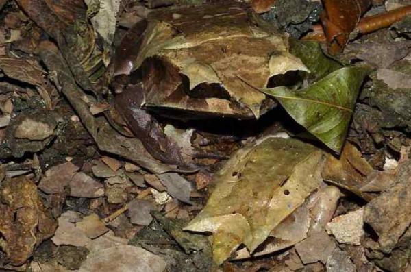 Сколько лягушек вы увидите среди листьев на фото? Отыскать невидимку сможет только самый внимательный