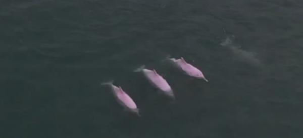 Туристы заметили в море дельфинов, и это разрыв шаблона. Их редкий цвет отлично впишется в интерьер дома Барби