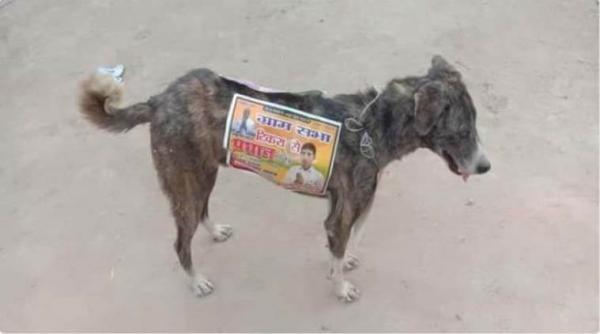Политики Индии взяли и закосплеили "Три билборда" - но как. Их щиты живые и знают, что такое собачья жизнь